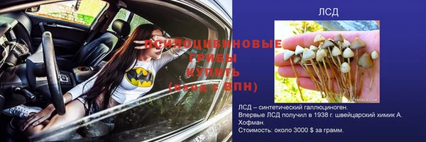 прущие грибы Заволжск
