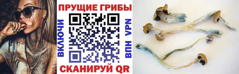 Купить  Приволжский  Галлюциногенные грибы Cubensis 